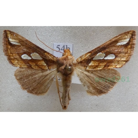 Plusia festucae (Linnaeus, 1758) Złocica kostrzewica Czech54h